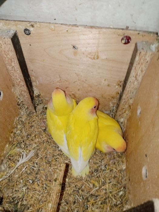 Папугай и другие