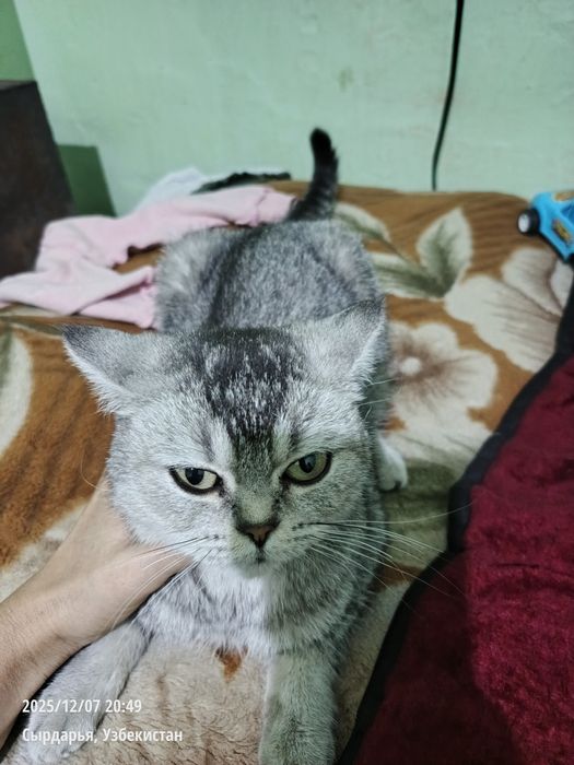 Scottish Straight kumush rangli mushuk(Братанская корткошерстная)