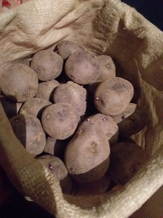 Продам картофель