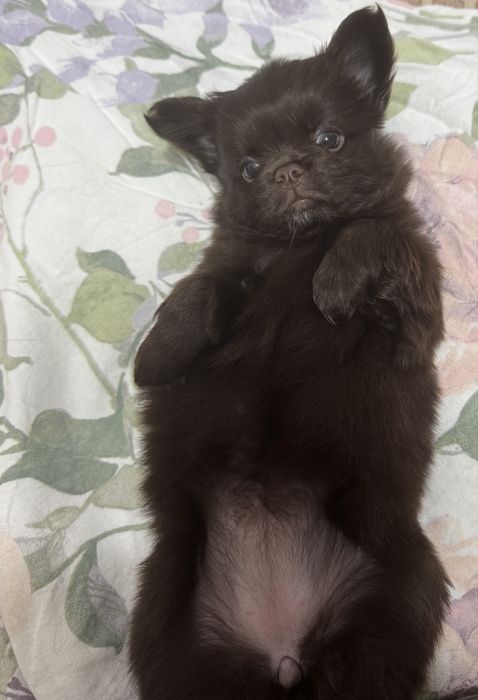 Chihuahua cu par lung