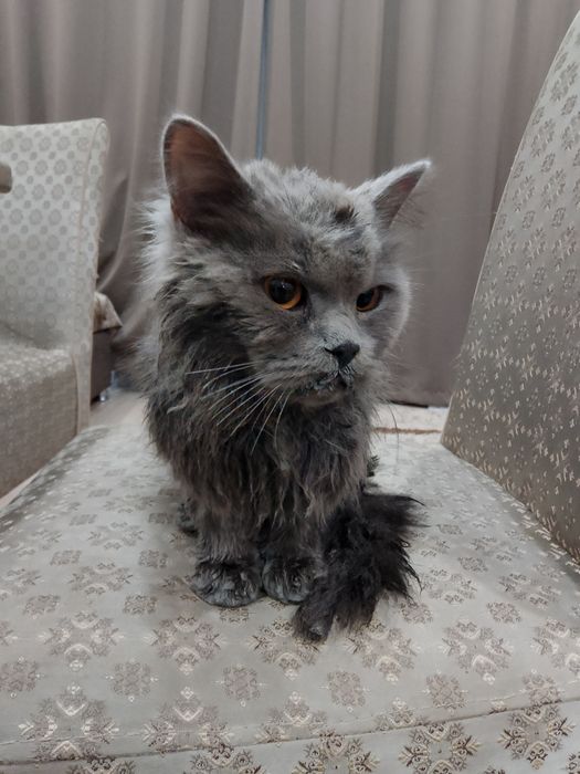 Котёнок, возраст 6-7 мес