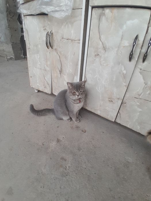 Продаётся две коты