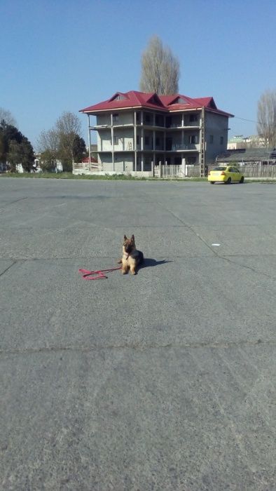 Dresaj canin la domiciliu