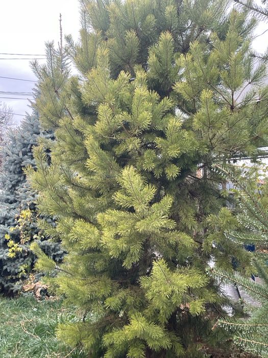 Продам Елки самовывозам