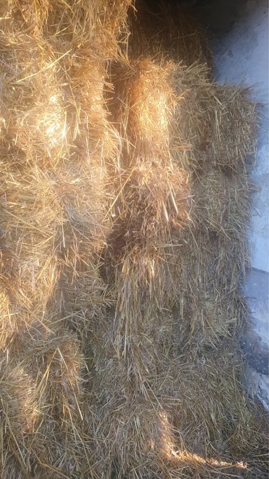 Baloti din paie de ovăz