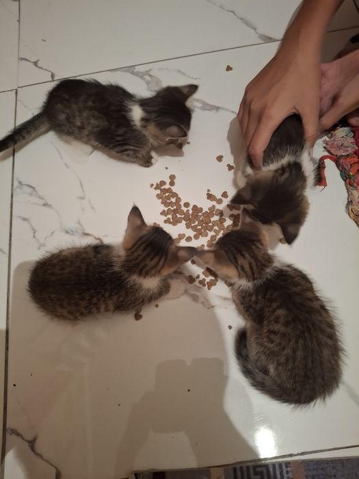 Котята срочно домашние