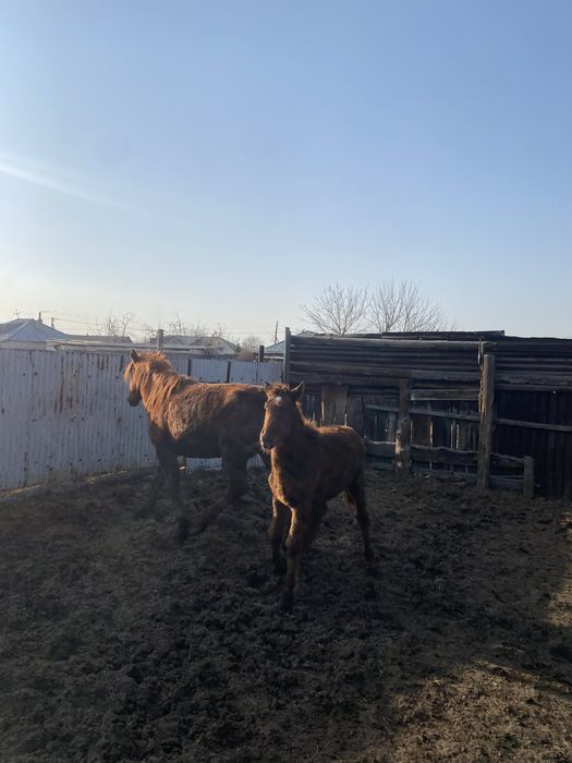 Бие мен тайлар откормда