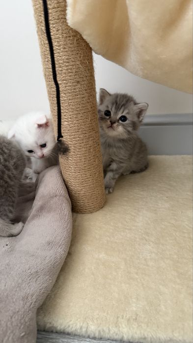 Шотлагдские котята