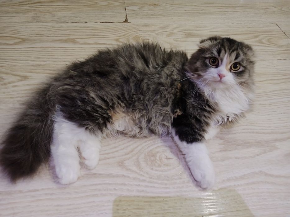 Скоттиш Фолд девочки