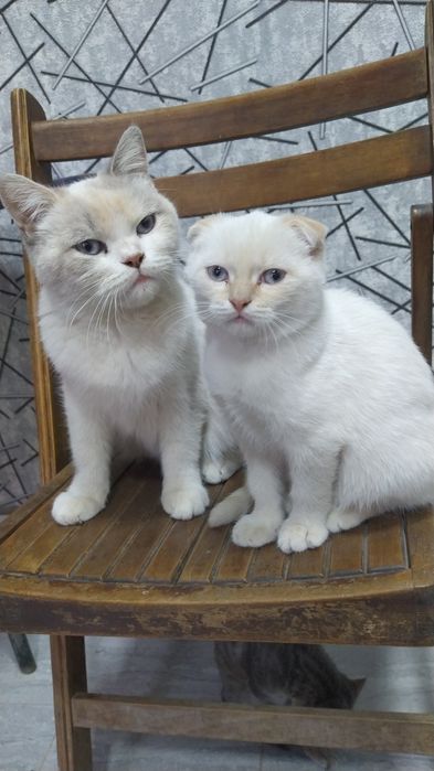 Шатланский фолд Shatlanskiy fold