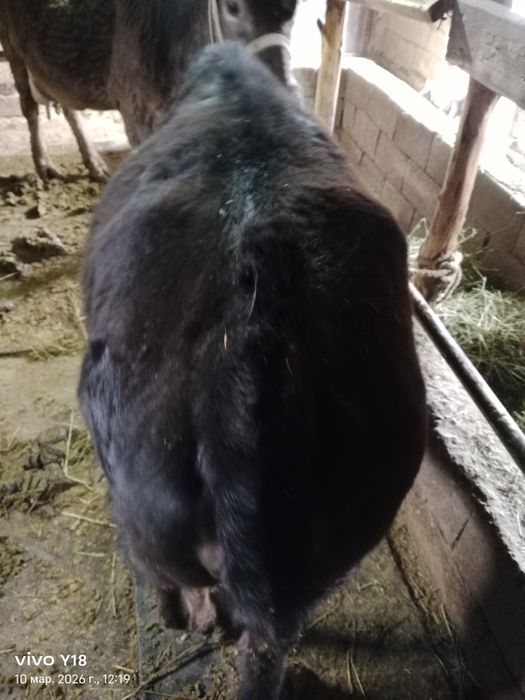 Продам телучку .