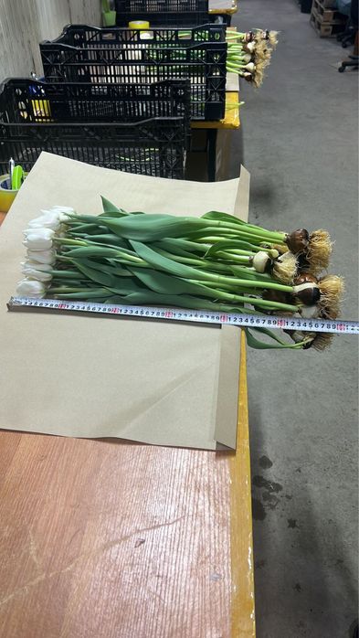 Тюльпаны оптом и в розницу