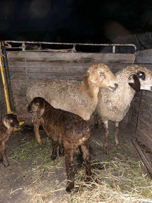 Қозды қойлар сатылады