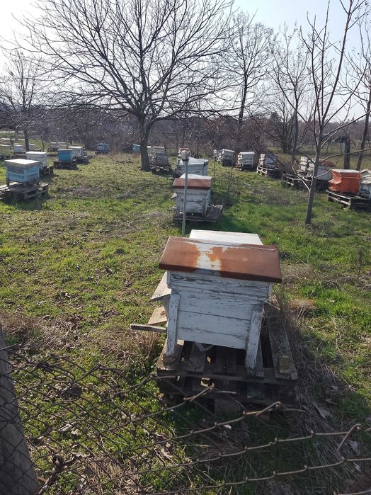 Продавам стари кошери ДБ