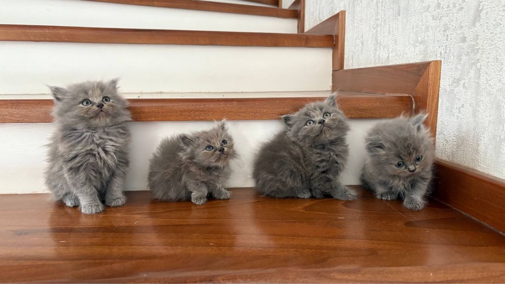 продаются породистые котята