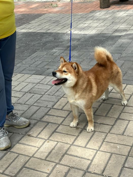 Продам щенков сиба ину