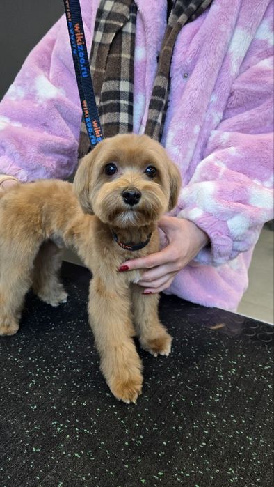 Модели на груминг