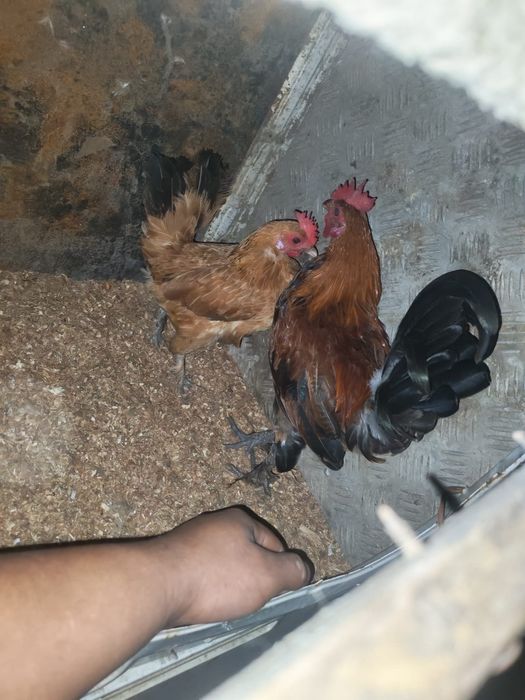 Găini pitice si cocosș