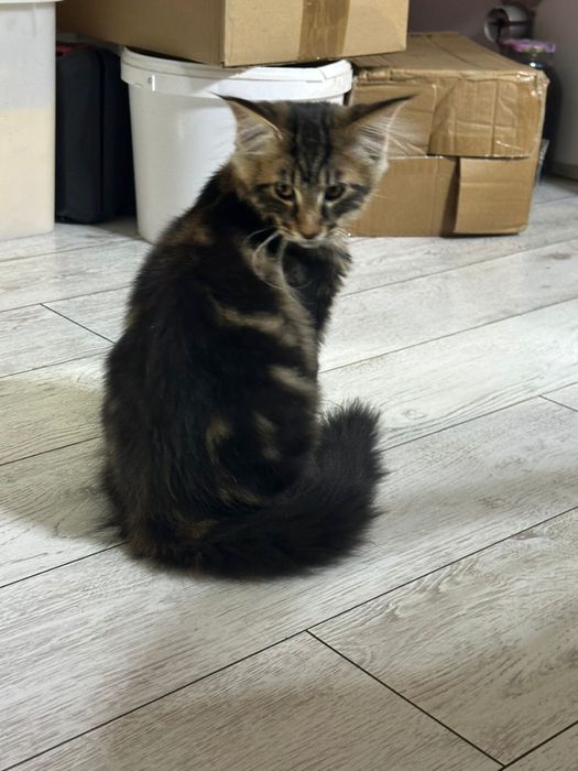 Продам котенка Мейн кун