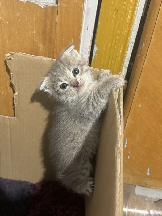 Продам котенка 1 месяц