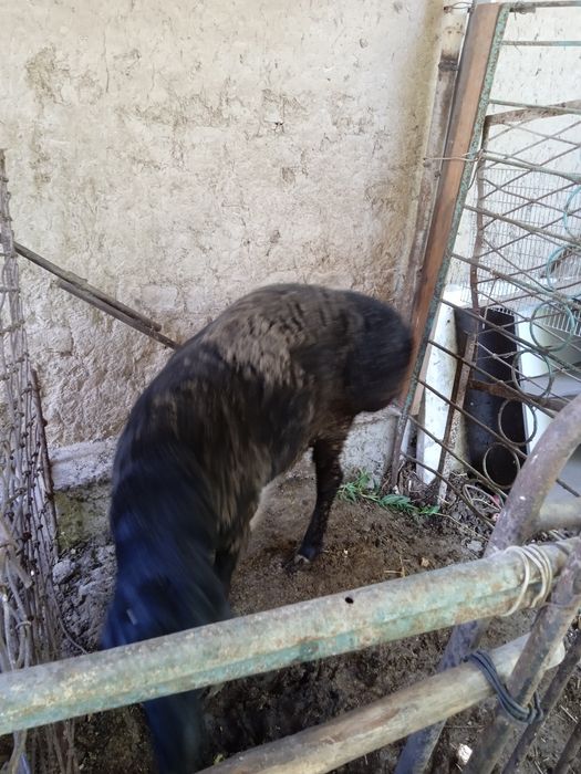 Qo'chqor sotiladi