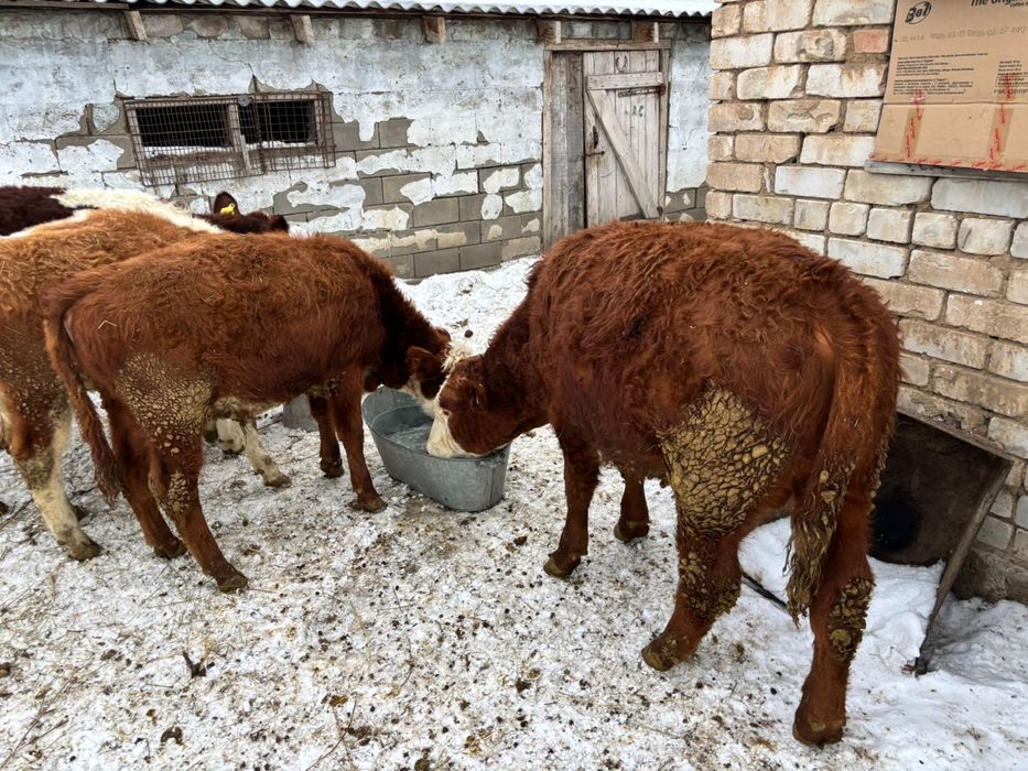 Подсос еркек бұзаулар сатылады