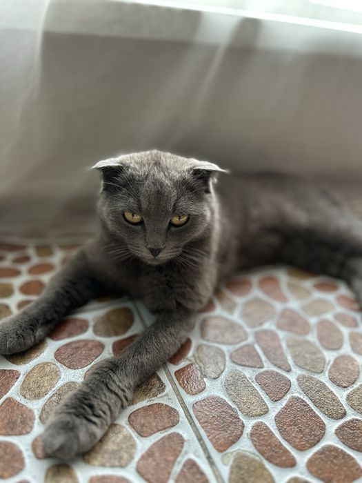 Продается Британская вислоухая кошка