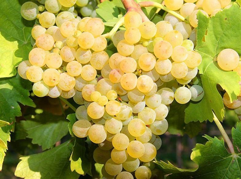 Vand struguri de vin