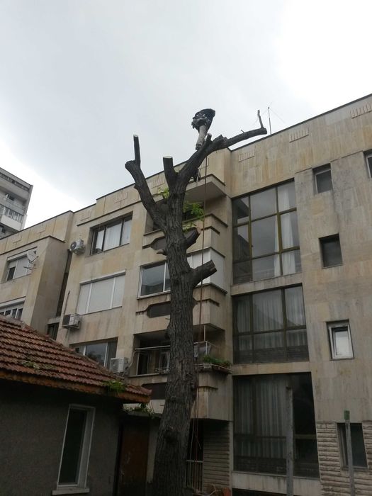 Рязане на опасни дървета