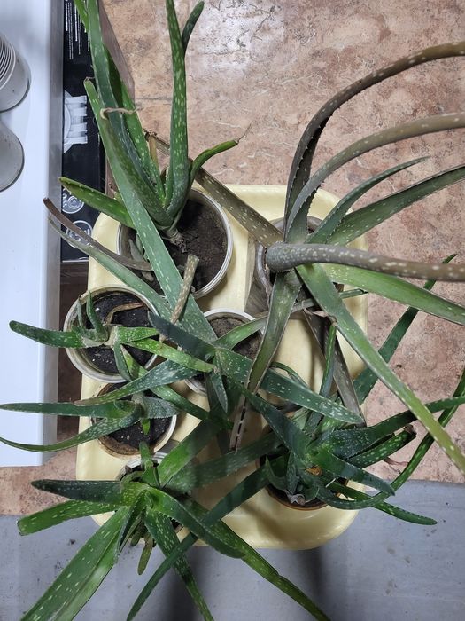 Алоэ лечебное, столетник от 1000 т .