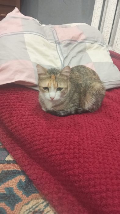 Отдам в хорошие руки