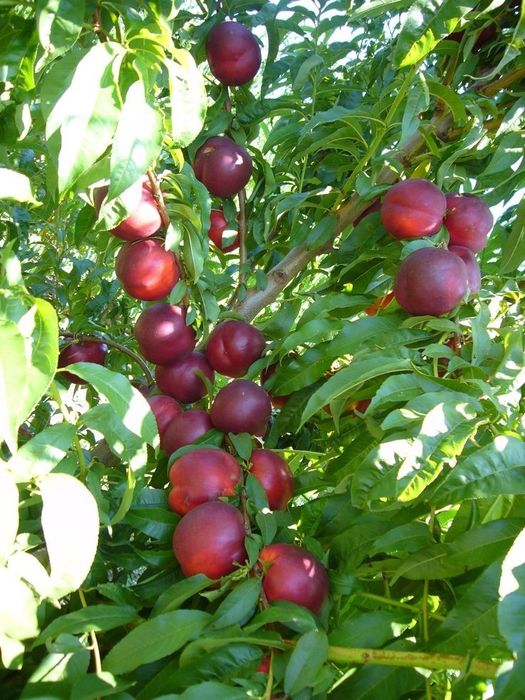 Pomi Fructiferi Columnari (Nectarin )