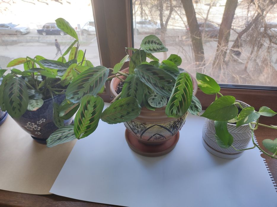 Цаеты Намазхан цветы