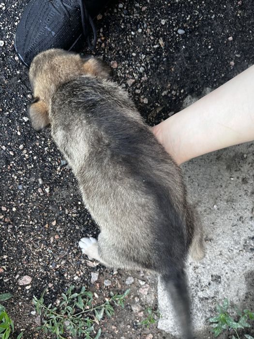 Отдам щенка бесплатно