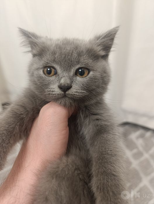 Скоттиш Фолд ва Скоттиш Страйт 3та у́гил Кошки Котята Мушук