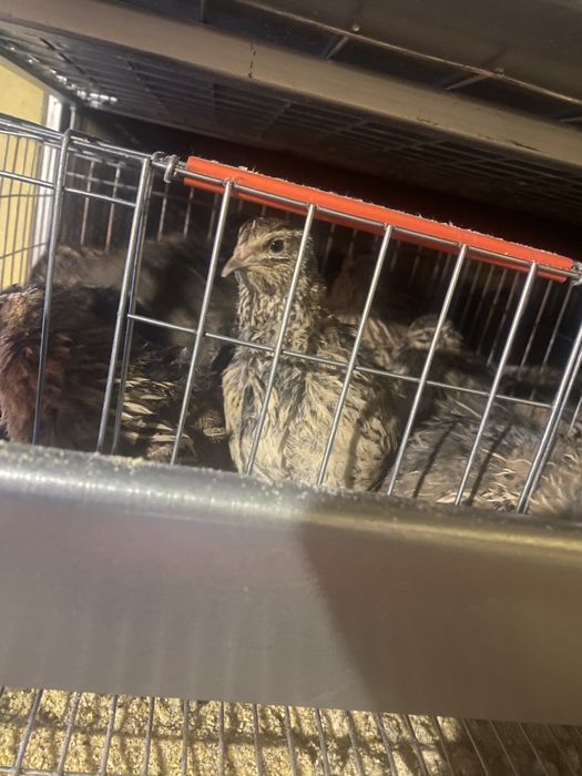 Pui si oua de incubat prepelita japoneza