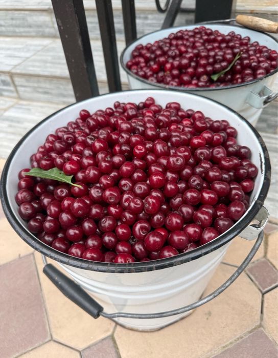 Вишня,шие свежая .
