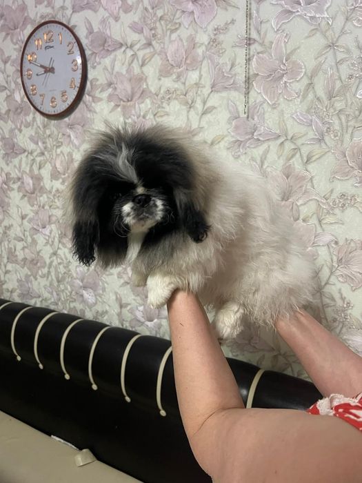 Ищем любящих родителей