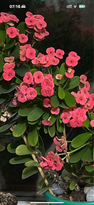 Цветущий молочай Миля