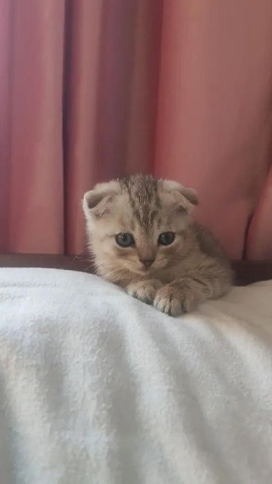 Шотландски котята 1.5 месяц