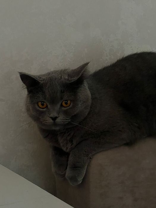отдам в хорошие руки добрую кошечку