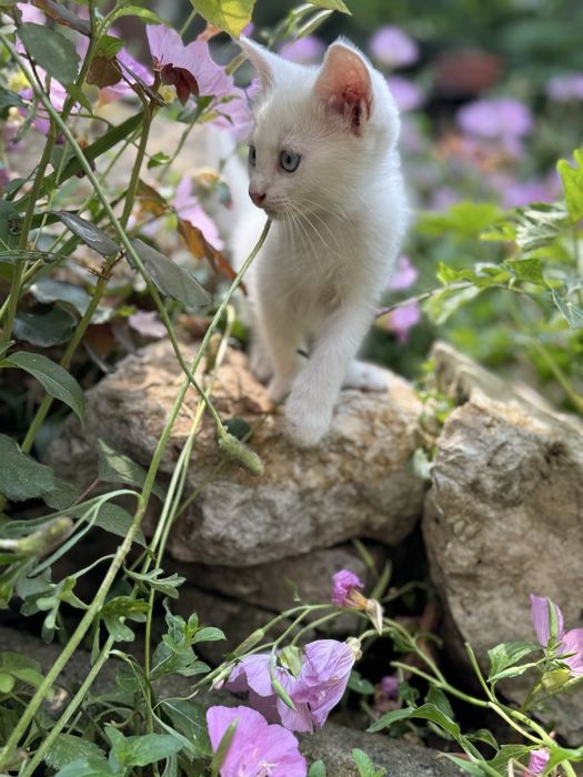 Бели котенца търсят дом