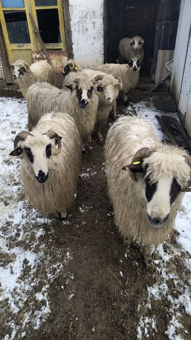 Vând 7 oi și un noatin