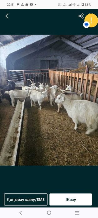 Продаются жирные и дойные козы