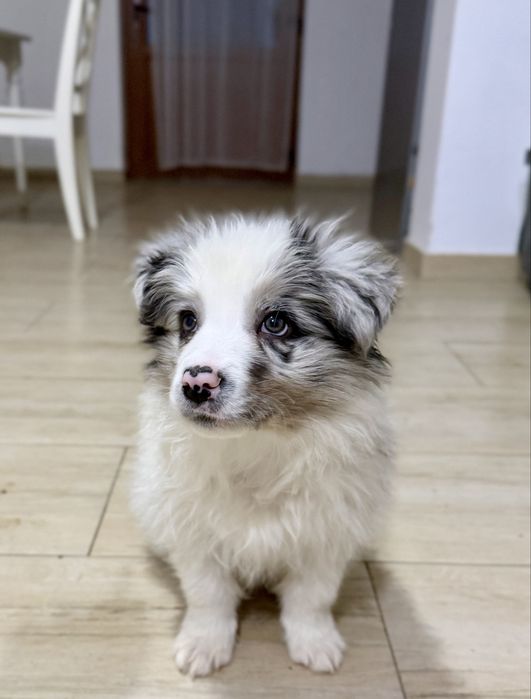 Border Collie Mascul Blue Merle