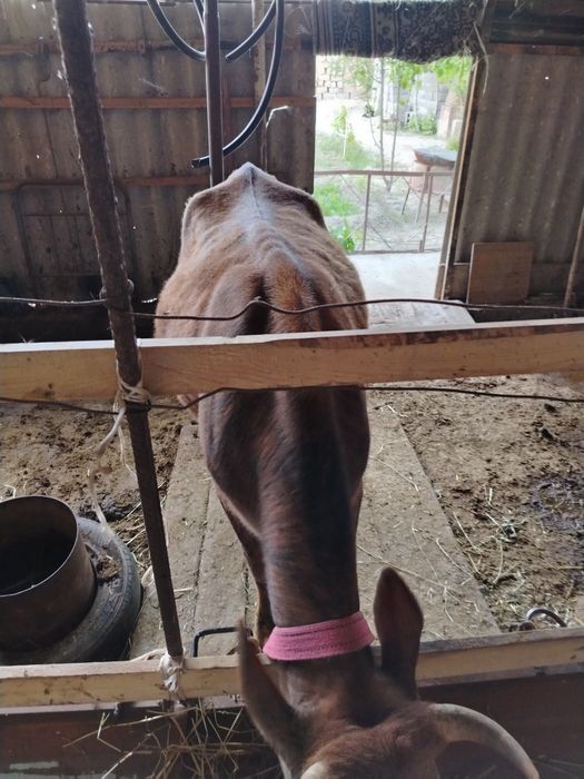 Хуложин в сотилади