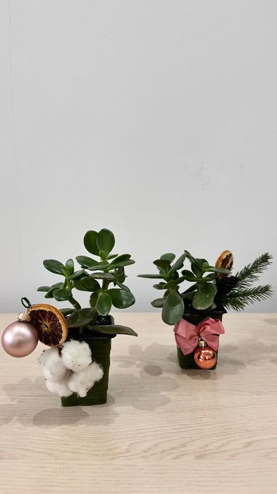 Денежное дерево (толстянка, крассула овата)