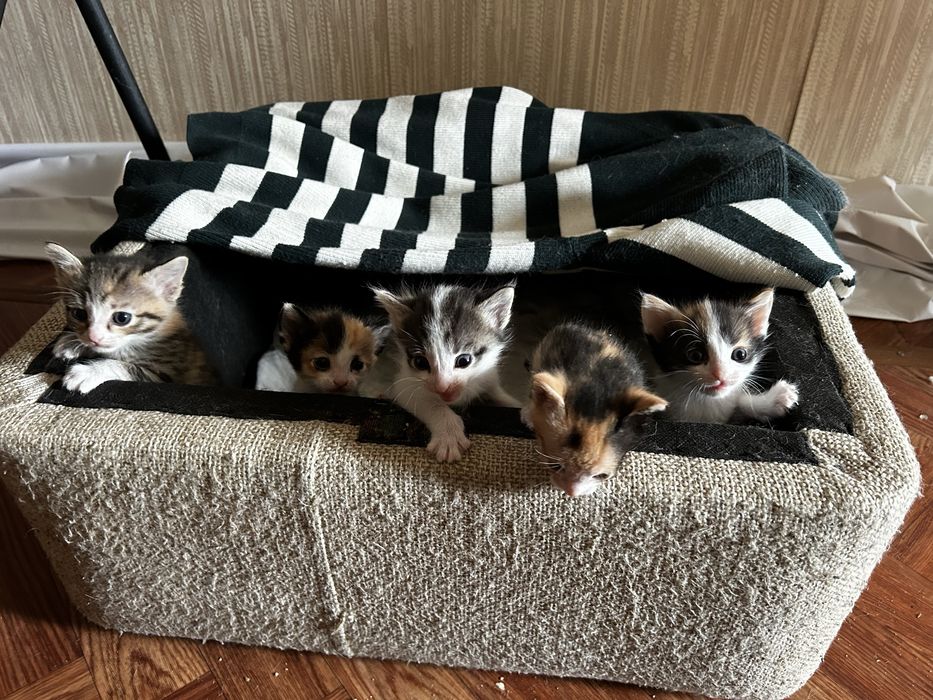Котята в добрые руки
