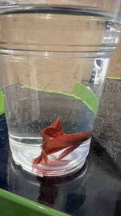 Петушок. Хит среди аквариумных рыб