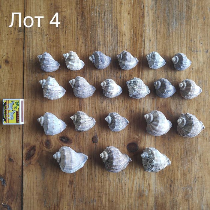 Натурални черупки от морски рапани, различни размери